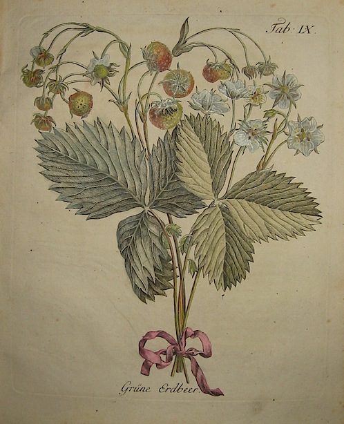 Duhamel du Monceau Henri Louis (1700-1782) Grune Erdbeer 1777 Norimberga